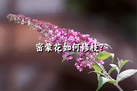 密蒙花如何修枝？