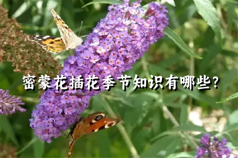 密蒙花插花季节知识有哪些？