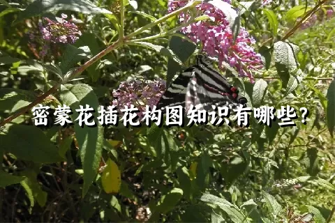 密蒙花插花构图知识有哪些？