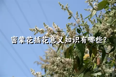 密蒙花插花意义知识有哪些？