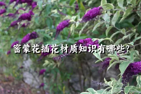 密蒙花插花材质知识有哪些？