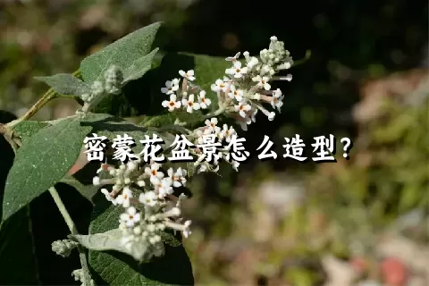 密蒙花盆景怎么造型？