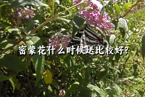 密蒙花什么时候送比较好？