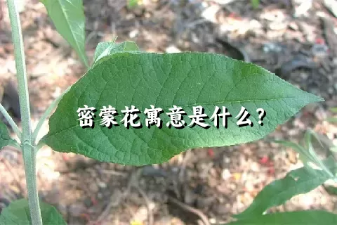 密蒙花寓意是什么？