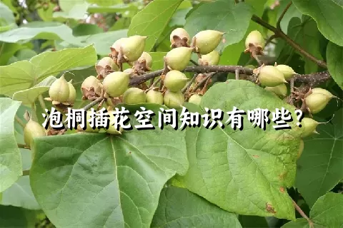 泡桐插花空间知识有哪些？