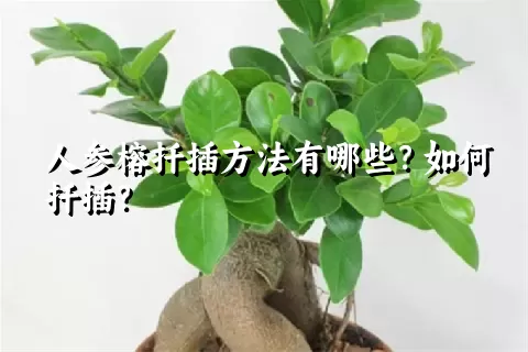 人参榕扦插方法有哪些？如何扦插？