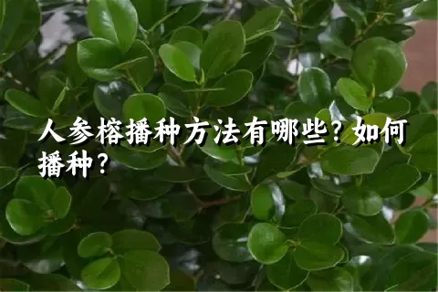 人参榕播种方法有哪些？如何播种？