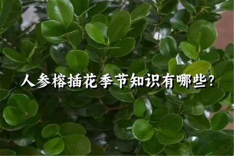 人参榕插花季节知识有哪些？