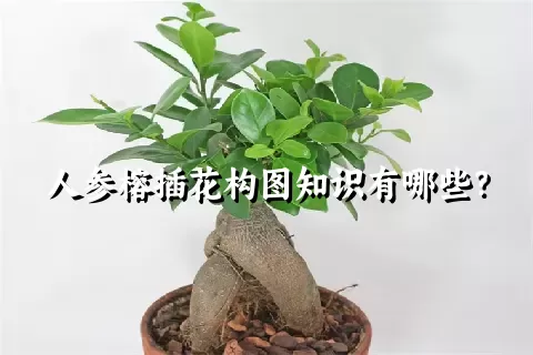 人参榕插花构图知识有哪些？