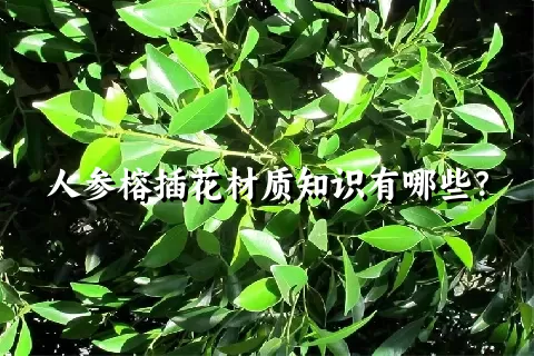 人参榕插花材质知识有哪些？