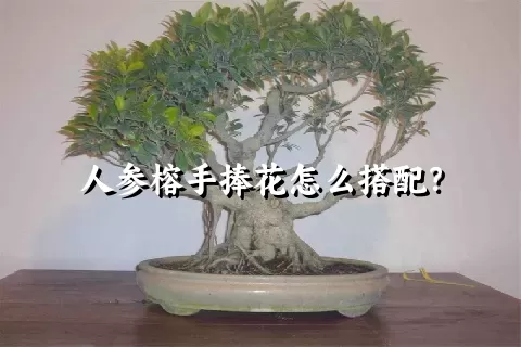 人参榕手捧花怎么搭配？