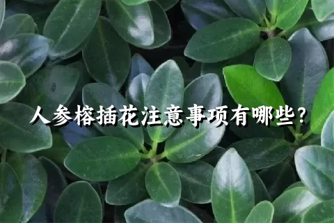 人参榕插花注意事项有哪些？