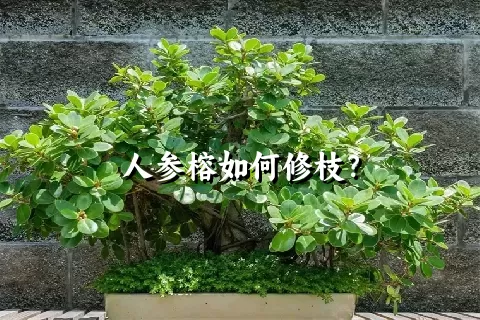 人参榕如何修枝？