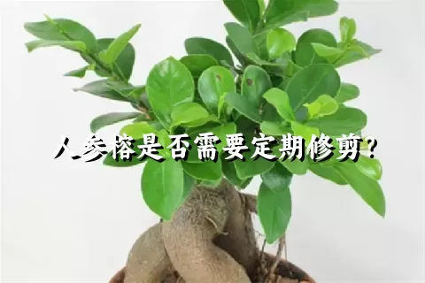 人参榕是否需要定期修剪？