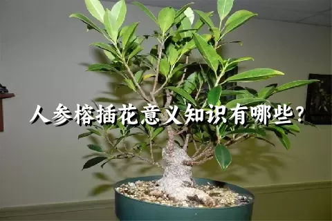 人参榕插花意义知识有哪些？