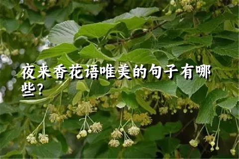 夜来香花语唯美的句子有哪些？