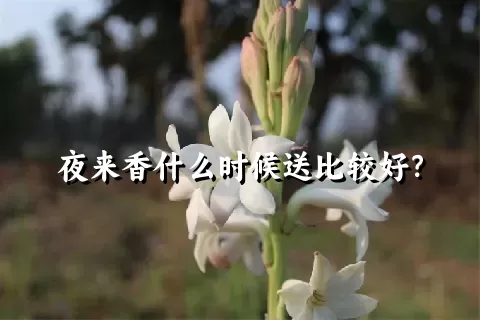 夜来香什么时候送比较好？