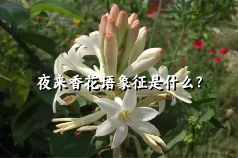 夜来香花语象征是什么？