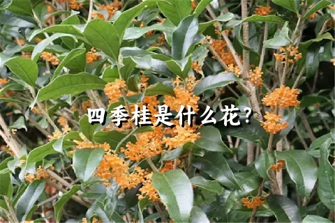 四季桂是什么花？