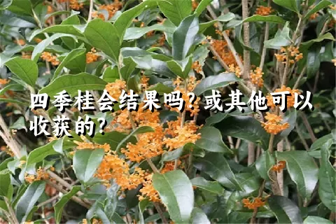 四季桂会结果吗？或其他可以收获的？