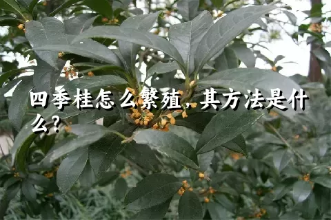 四季桂怎么繁殖，其方法是什么？