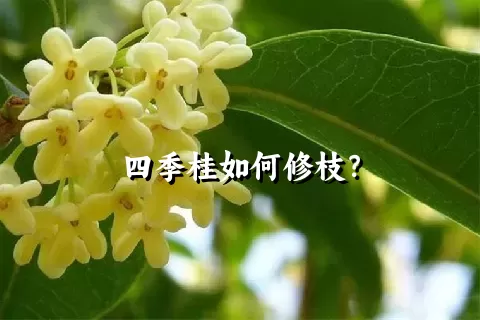 四季桂如何修枝？