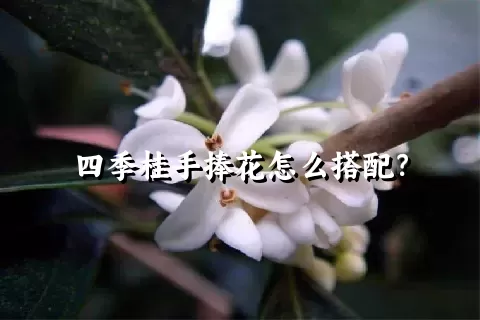 四季桂手捧花怎么搭配？