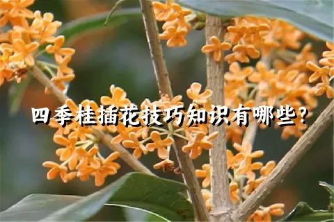 四季桂插花技巧知识有哪些？