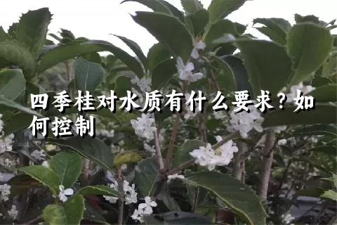 四季桂对水质有什么要求？如何控制