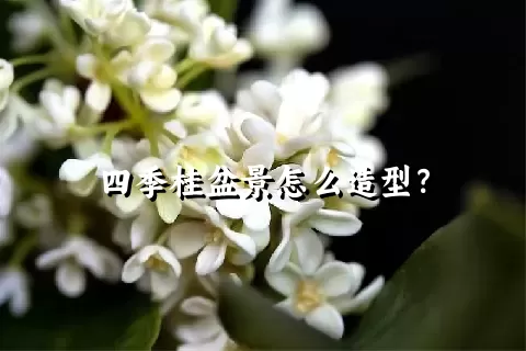 四季桂盆景怎么造型？