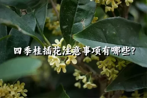 四季桂插花注意事项有哪些？