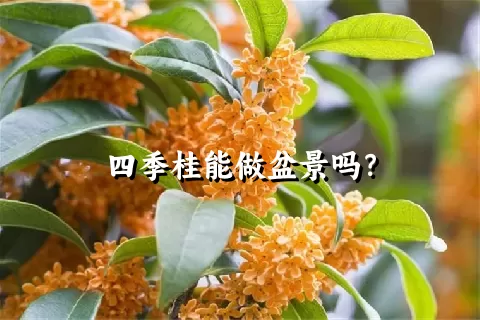 四季桂能做盆景吗？