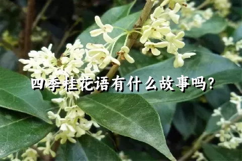 四季桂花语有什么故事吗？