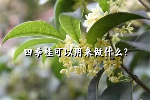 四季桂可以用来做什么？