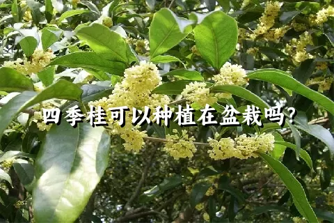 四季桂可以种植在盆栽吗？