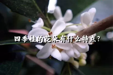 四季桂的花朵有什么特点？