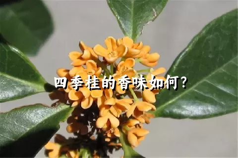 四季桂的香味如何？