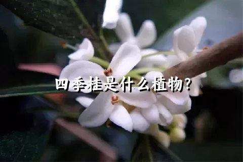 四季桂是什么植物？