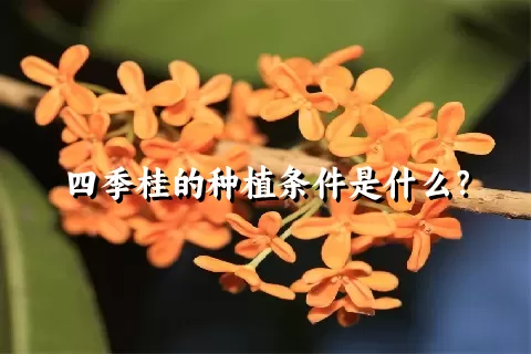 四季桂的种植条件是什么？