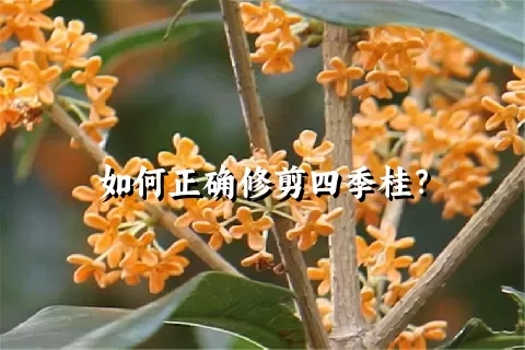 如何正确修剪四季桂？