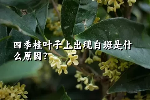 四季桂叶子上出现白斑是什么原因？