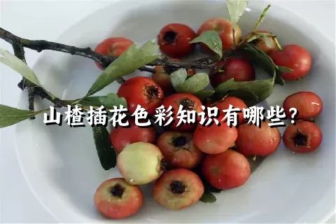 山楂插花色彩知识有哪些？