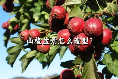 山楂盆景怎么造型？