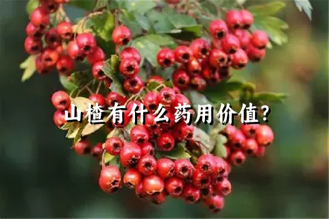 山楂有什么药用价值？