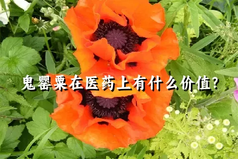 鬼罂粟在医药上有什么价值？