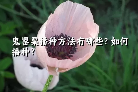 鬼罂粟播种方法有哪些？如何播种？