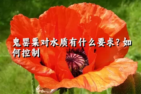 鬼罂粟对水质有什么要求？如何控制