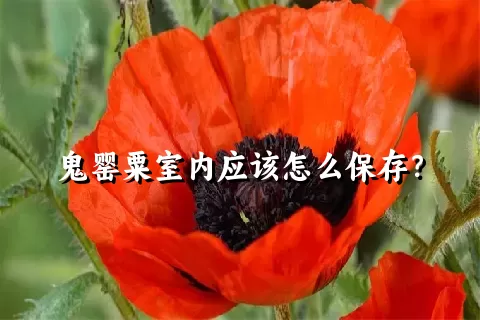 鬼罂粟室内应该怎么保存？