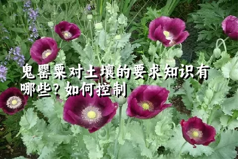 鬼罂粟对土壤的要求知识有哪些？如何控制