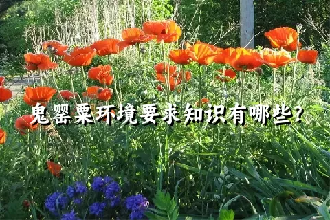 鬼罂粟环境要求知识有哪些？